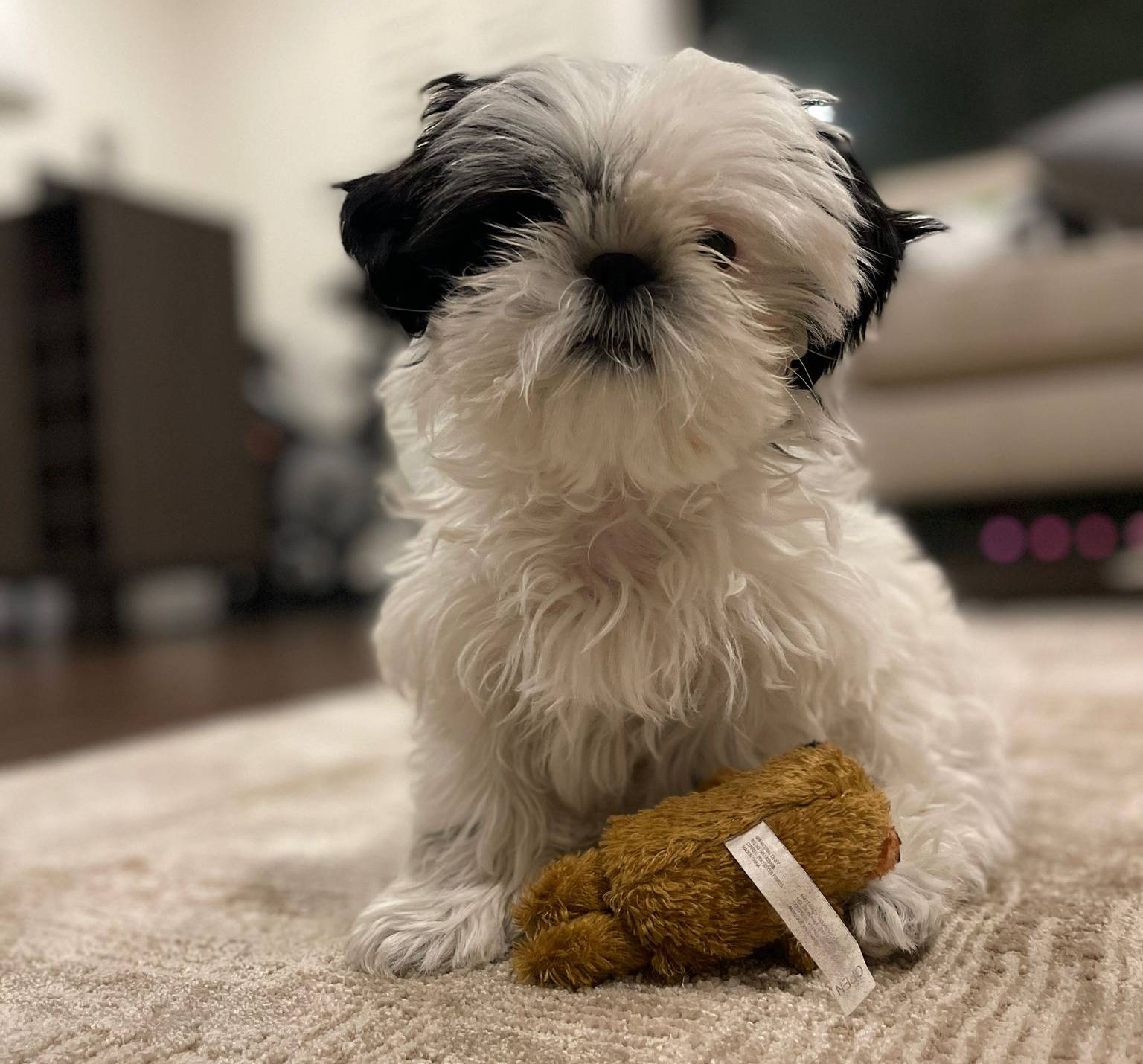 Oreo - Office Mascot